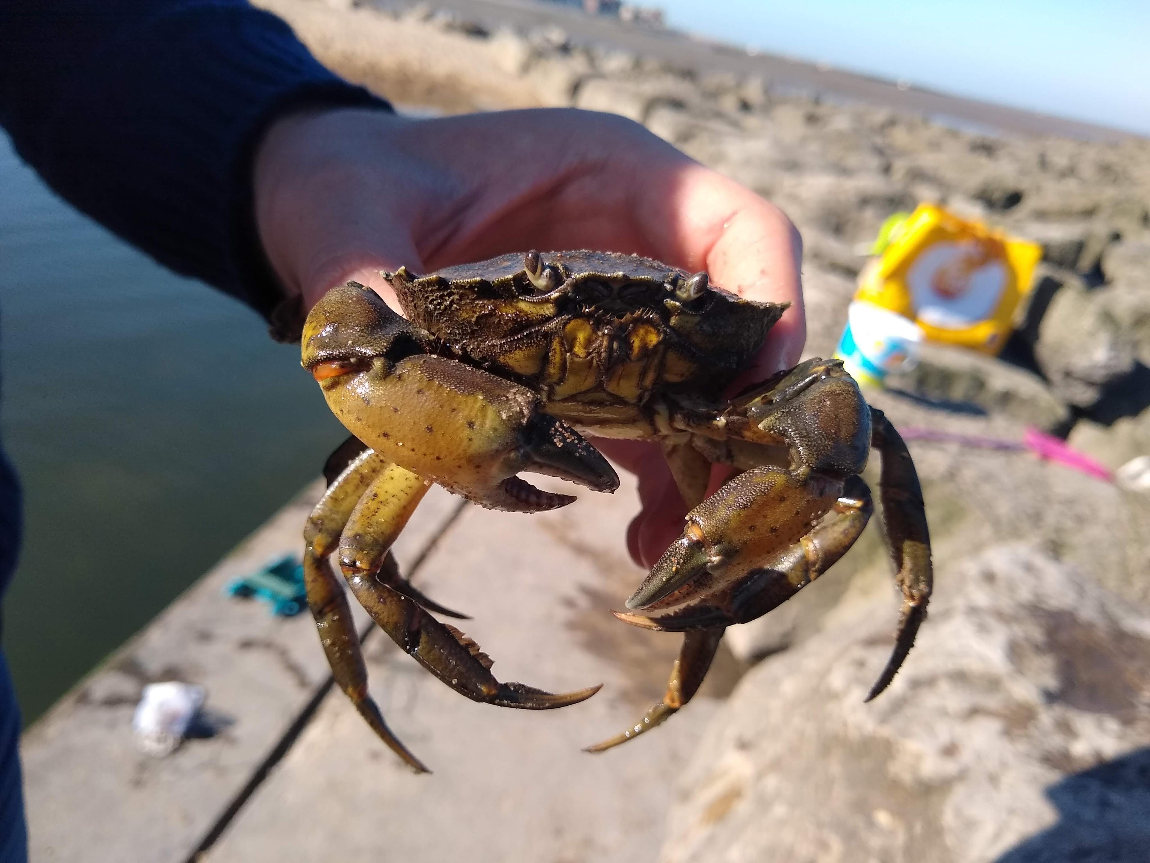 Crab Pool, Morecambe